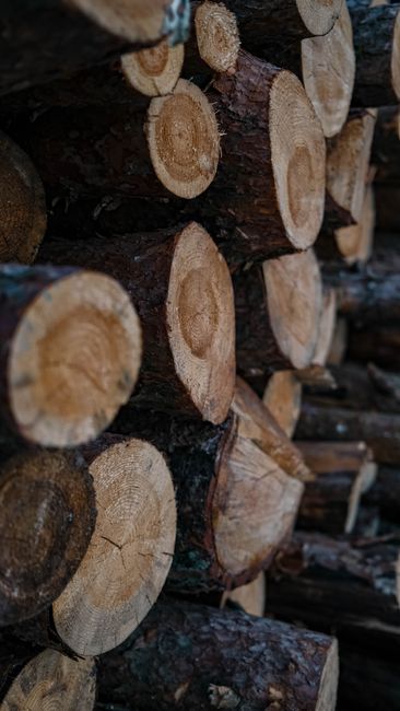 This image displays a close-up view of a stack of firewood logs, with visible circular cut ends showing wood grain and concentric rings in shades of light tan and brown. The logs vary in size and are