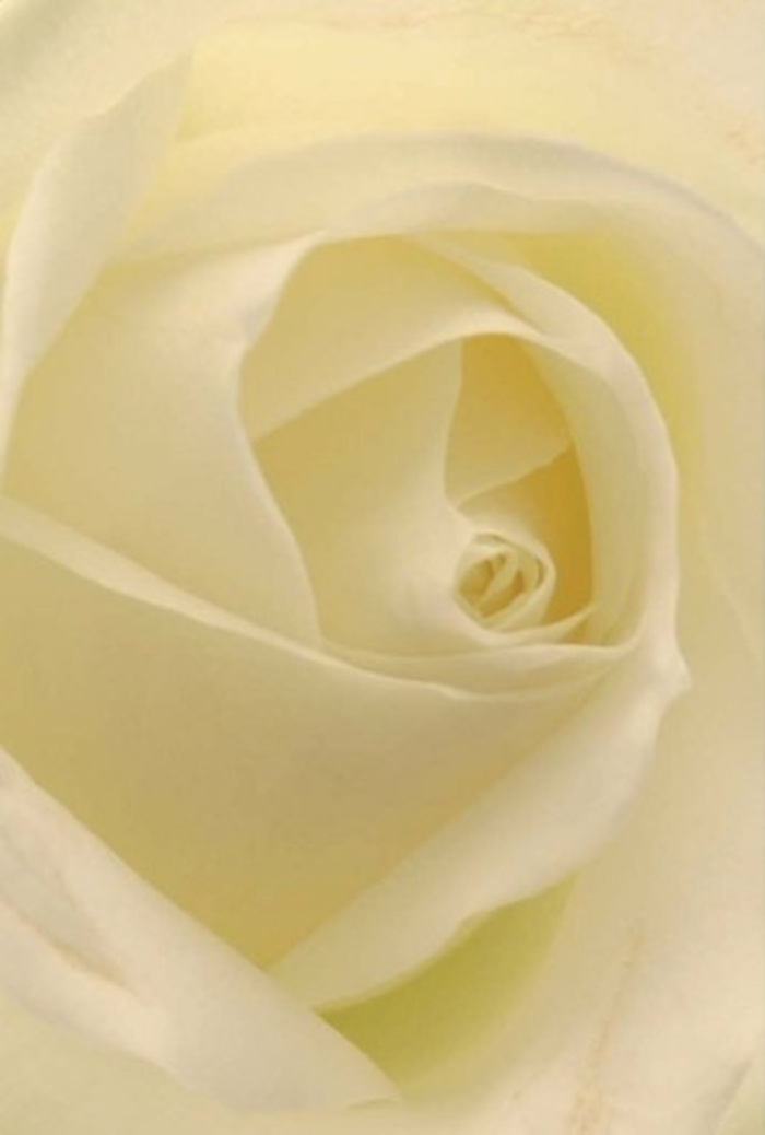 Drawn into the heart of Willesden, this intimate flower photograph reveals a classically beautiful white rose, seen as though from within. The composition celebrates tranquility and sophistication, with seamless transitions of white and warm cream, mirroring the gentle light filtering through foliage along the scenic pathways of Gladstone Park. Each petal curls and layers with serene precision, evoking an atmosphere of calm resilience and enduring love. The bloom's spiral center embodies purity, its structure a testament to both nature's patience and the artist's skillful eye. Subtle shadows flicker across velvet textures, heightening the interplay of depth and luminosity, while the rose exudes a barely-there fragrance-clean and understated. In Willesden, this rose carries profound meaning, making it a fitting gesture for apologies, romantic tributes, or a striking centrepiece at a local celebration. It exemplifies the careful curation of fresh flowers and meaningful moments by florists rooted in their neighbourhood. Its gentle radiance stands as a symbol of sincerity, ready to bring comfort and beauty to any Willesden home.